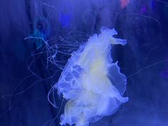 -珠海长隆海洋王国