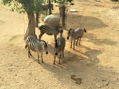 -泉州海丝野生动物世界