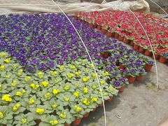 -三圣花乡旅游区