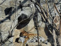 -石家庄市动物园