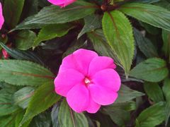 -松山湖梦幻百花洲