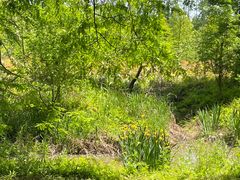 -黄海国家森林公园