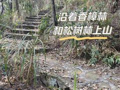 -铁山坪森林公园