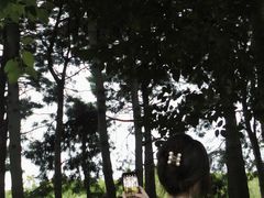 -合肥滨湖国家森林公园