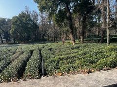 -野蔓果·山野菜(西湖景区·龙井茶田店)