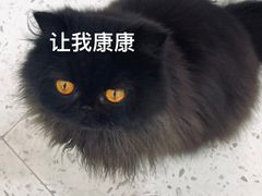 -喵园·猫主题咖啡厅·撸猫·猫咖(国贸店)