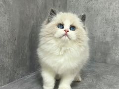 -小猫来了·猫舍(红山六九七九店)