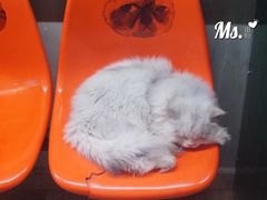 -猫咪博物馆(顶澳仔猫街店)