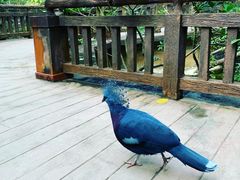 -清迈夜间动物园