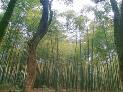 -杭州半山国家森林公园