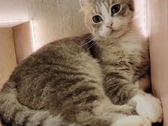-猫儿山۰猫主题餐厅