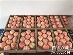 -南汇新场正宗水蜜桃采摘