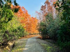 -上海海湾国家森林公园