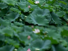 -成都杜甫草堂博物馆