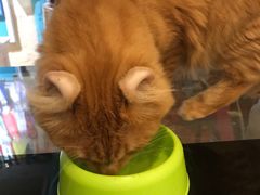 -猫小院猫主题咖啡厅(北锣店)