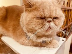 -猫小院猫主题餐厅(南锣旗舰店)