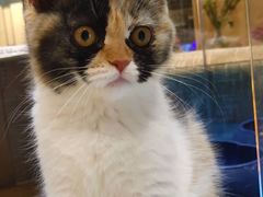 -藏猫猫咖啡主题馆(中央大道店)