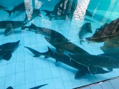 -石家庄市动物园