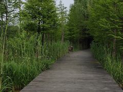 -溱湖国家湿地公园