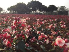 -松山湖梦幻百花洲