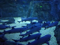 -烟台海昌鲸鲨海洋公园