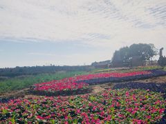 -空港花田景区