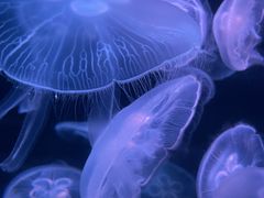 -欢乐海岸海洋奇梦馆