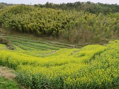 -灵山景区梯田