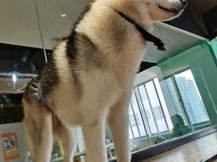 -Husky Go! 哈士奇体验馆·宠物咖啡厅狗咖