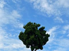 -小麦岛公园