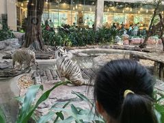 -白虎自助餐厅·真老虎·景观自助餐厅(广州长隆酒店)