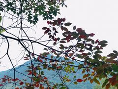 -广州市流溪河国家森林公园