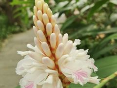-中国科学院华南植物园