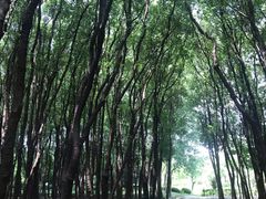 -陈家山荷花公园