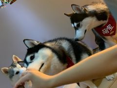 -Husky Go! 哈士奇体验馆·宠物咖啡厅狗咖