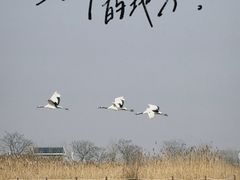 -盐城丹顶鹤湿地生态旅游区