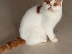 -安安宠医宠物医院·异宠·犬猫内科(岳阳分院)
