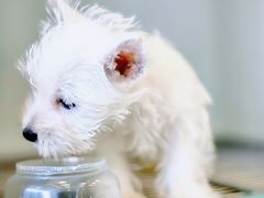 -萌宠之家·腊肠犬·马尔泰·小体犬舍
