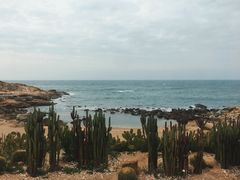 -广东惠东海龟国家级自然保护区