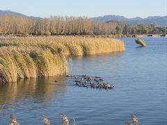 -野鸭湖国家湿地公园