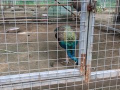 -草根堂农场