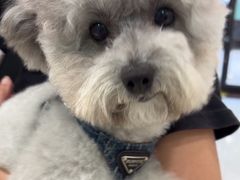 -安安宠医宠物医院·异宠·犬猫内科(岳阳分院)