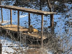 -石家庄市动物园