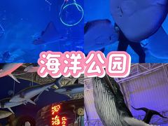 -烟台海昌鲸鲨海洋公园