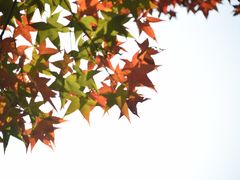 -田野绿世界