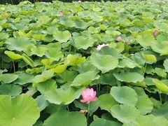 -梁鸿国家湿地公园