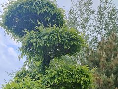 -群力丁香公园