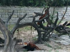 -上海野生动物园
