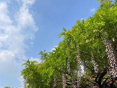 -嘉定紫藤园