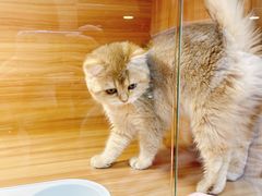 -猫十亿·布偶金渐层·曼基康矮脚猫舍(青年路店)